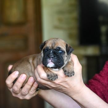 Behind the street Des Symphonies d'arlequin Femelle Bulldog continental