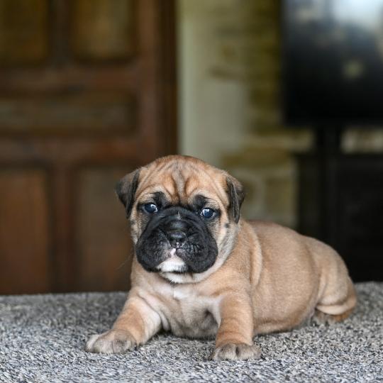 chiot Bulldog continental Fauve Behind the street Elevage des Symphonies d'arlequin  