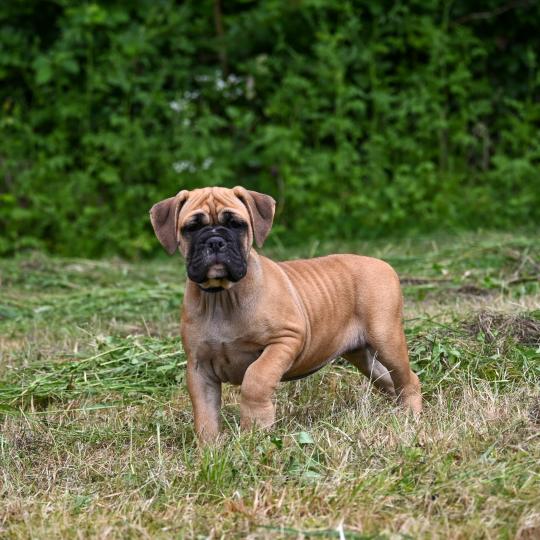 chiot Bulldog continental Fauve Behind the street Elevage des Symphonies d'arlequin  