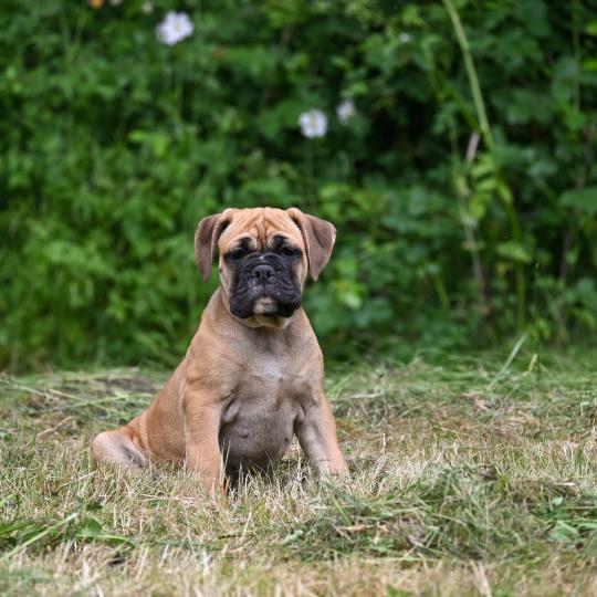 chiot Bulldog continental Fauve Behind the street Elevage des Symphonies d'arlequin  