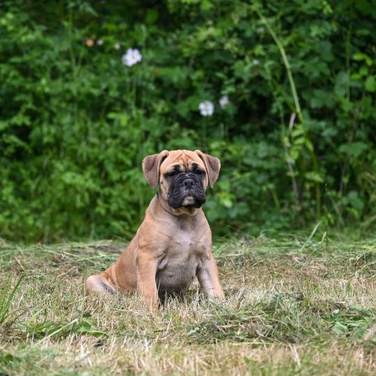 chiot Bulldog continental Fauve Behind the street Elevage des Symphonies d'arlequin  