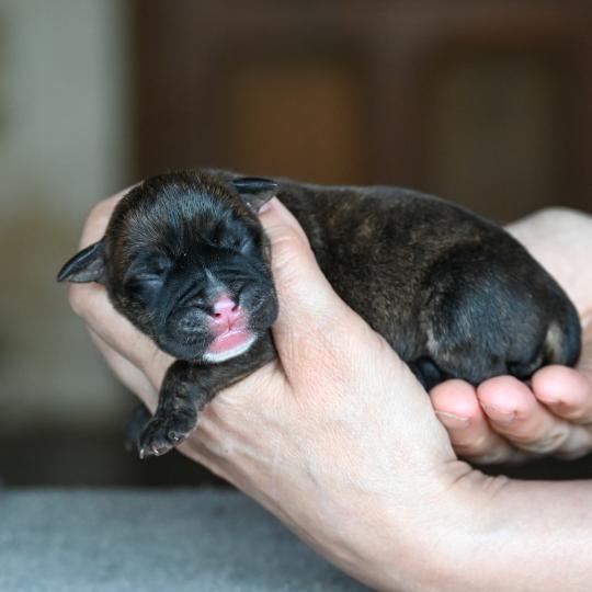 Behind the sun Des Symphonies d'arlequin Femelle Bulldog continental