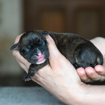 Behind the sun Des Symphonies d'arlequin Femelle Bulldog continental