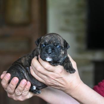 Behind the sun Des Symphonies d'arlequin Femelle Bulldog continental