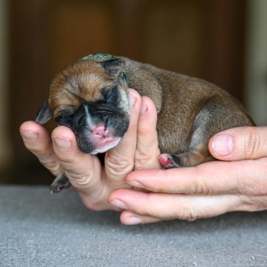 Behind you Des Symphonies d'arlequin Mâle Bulldog continental