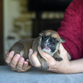 Behind you Des Symphonies d'arlequin Mâle Bulldog continental