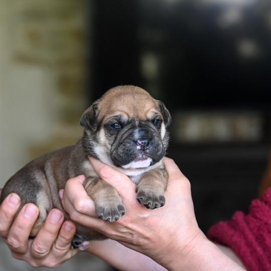 chiot Bulldog continental Fauve Behind you Elevage des Symphonies d'arlequin  