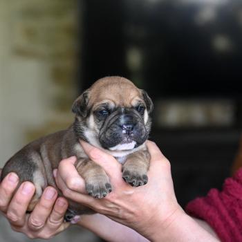 Behind you Des Symphonies d'arlequin Mâle Bulldog continental