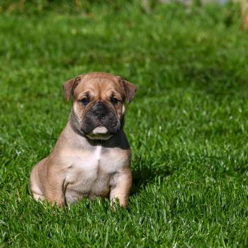 Behind you Des Symphonies d'arlequin Mâle Bulldog continental