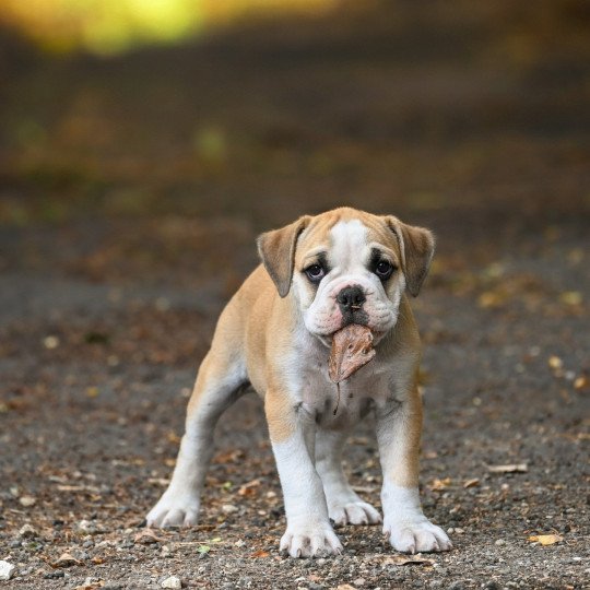 chiot Bulldog continental A good fire Elevage des Symphonies d'arlequin  