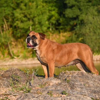 The reason Des Symphonies d'arlequin Femelle Bulldog continental