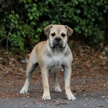 Un je ne sais quoi Des Symphonies d'arlequin Femelle Bulldog continental