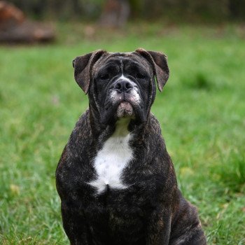 Vivo per lei Des Symphonies d'arlequin Mâle Bulldog continental