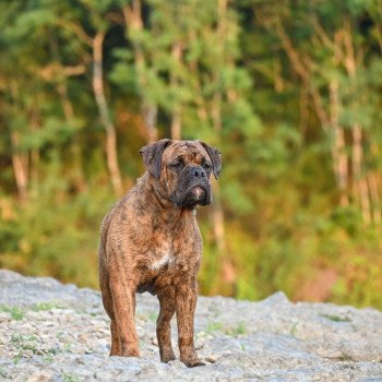 Ernest Hemingway Mâle Bulldog continental
