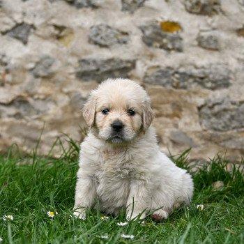Ares (collier vert) Des Symphonies d'arlequin Mâle Golden retriever