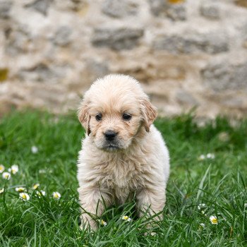 Appy ( collier violet/blanc) Des Symphonies d'arlequin Femelle Golden retriever