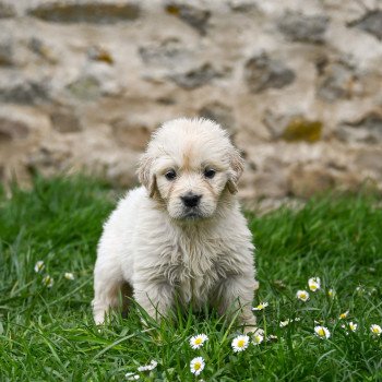 Alya (collier vert/noir) Des Symphonies d'arlequin Femelle Golden retriever