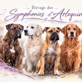 Elevage des Symphonies d'arlequin
