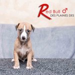 RED BULL DES PLAINES DES BRUYERES Des plaines des Bruyères Mâle Whippet