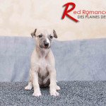 RED ROMANCE DES PLAINES DES BRUYERES Des plaines des Bruyères Femelle Whippet RED ROMANCE DES PLAINES DES BRUYERES Des plaines des Bruyères Femelle Whippet
