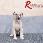 RED ROMANCE DES PLAINES DES BRUYERES Des plaines des Bruyères Femelle Whippet