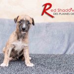 RED SHADOW LEGEND Des plaines des Bruyères Mâle Whippet RED SHADOW LEGEND Des plaines des Bruyères Mâle Whippet