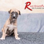 RED SHADOW LEGEND Des plaines des Bruyères Mâle Whippet