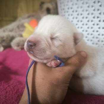 A' Voodoo child Vissarion Of Black Angel Sanctuary Mâle Husky de siberie
