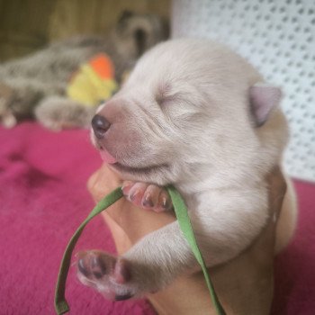 A' Voodoo child Yaroslav Of Black Angel Sanctuary Mâle Husky de siberie