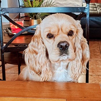 Elevage des petits cotons