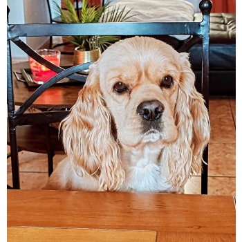 Elevage des petits cotons