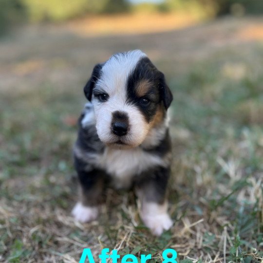 chiot Berger australien Noir tricolore After Elevage des Bisous Fous  