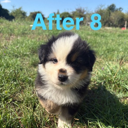 chiot Berger australien Noir tricolore After 8 Elevage des Bisous Fous  