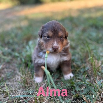 Alma Des Bisous Fous Femelle Berger australien