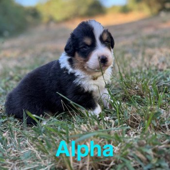 Alpha Des Bisous Fous Mâle Berger australien
