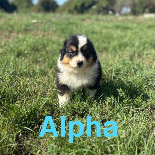 chiot Berger australien Noir tricolore Alpha Elevage des Bisous Fous  
