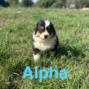 Alpha Des Bisous Fous Mâle Berger australien