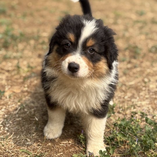 chiot Berger australien Noir tricolore Alpha Elevage des Bisous Fous  