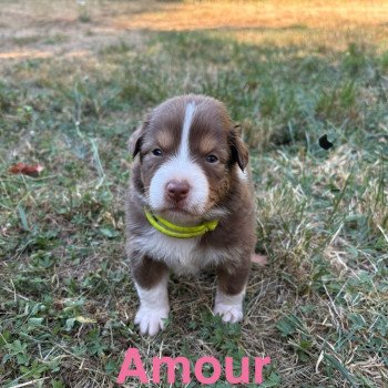 Amour Des Bisous Fous Femelle Berger australien