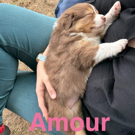 chiot Berger australien Rouge tricolore Amour Elevage des Bisous Fous  