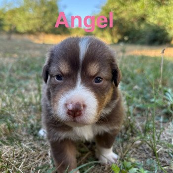 Angel Des Bisous Fous Femelle Berger australien