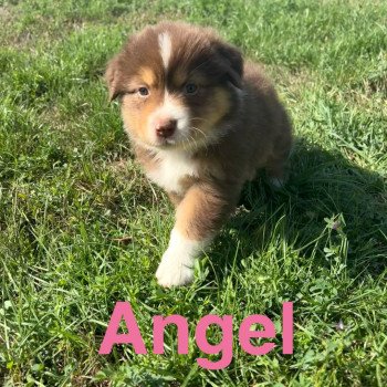 Angel Des Bisous Fous Femelle Berger australien