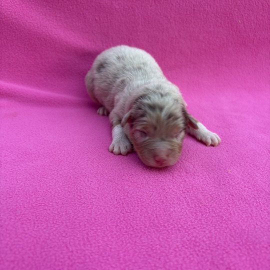chiot Berger australien Rouge merle Api Elevage des Bisous Fous  