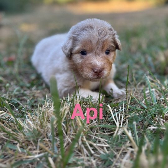 chiot Berger australien Rouge merle Api Elevage des Bisous Fous  
