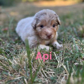 Api Des Bisous Fous Femelle Berger australien