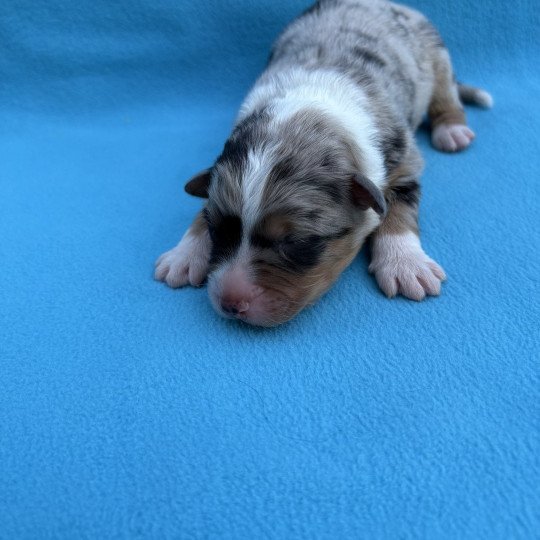 chiot Berger australien Bleu merle Aribo Elevage des Bisous Fous  