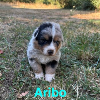Aribo Des Bisous Fous Mâle Berger australien