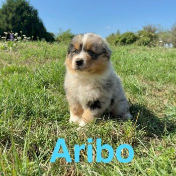 Aribo Des Bisous Fous Mâle Berger australien
