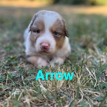 Arrow Des Bisous Fous Mâle Berger australien