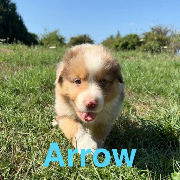 Arrow Des Bisous Fous Mâle Berger australien
